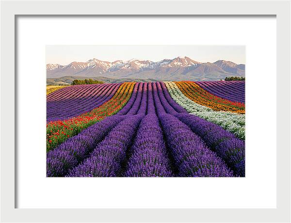 Furano Lavender Fields In Summer