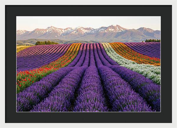 Furano Lavender Fields In Summer