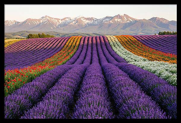 Furano Lavender Fields In Summer