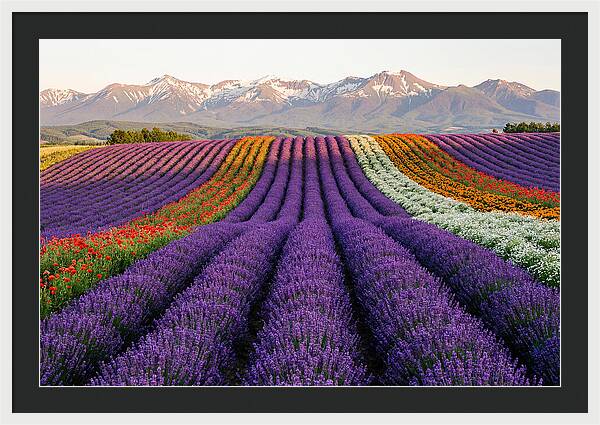 Furano Lavender Fields In Summer