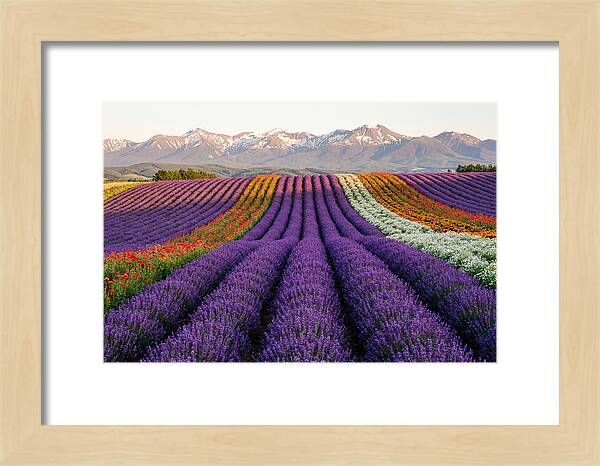 Furano Lavender Fields In Summer