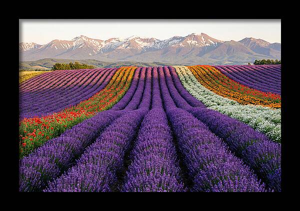 Furano Lavender Fields In Summer