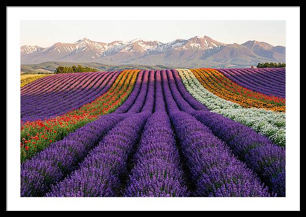 Furano Lavender Fields In Summer