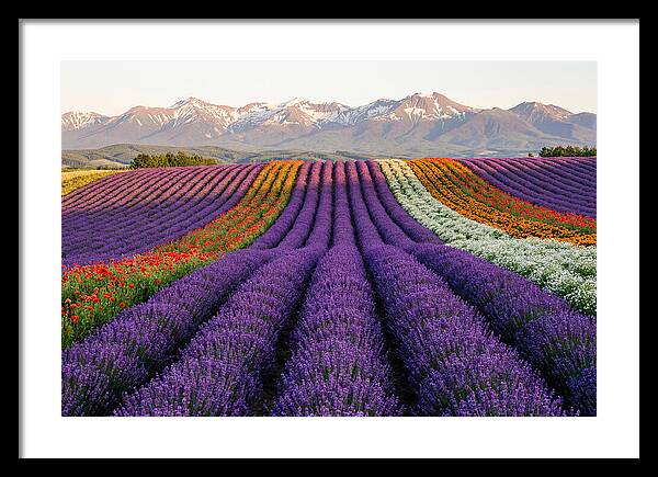 Furano Lavender Fields In Summer