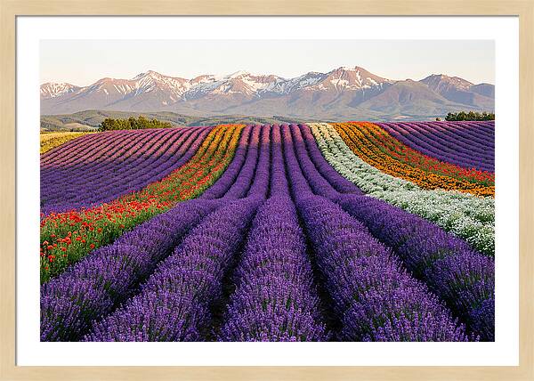 Furano Lavender Fields In Summer