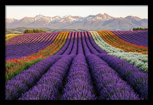 Furano Lavender Fields In Summer