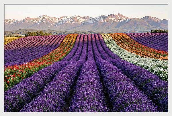 Furano Lavender Fields In Summer