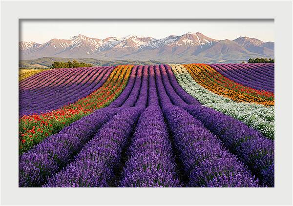 Furano Lavender Fields In Summer