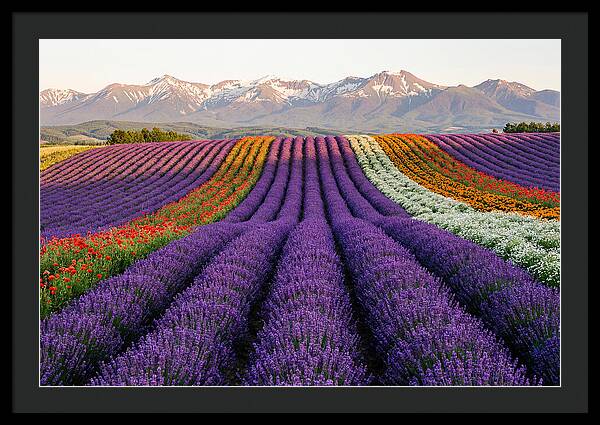 Furano Lavender Fields In Summer