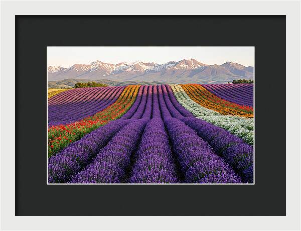 Furano Lavender Fields In Summer