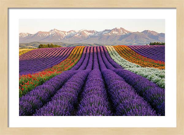Furano Lavender Fields In Summer