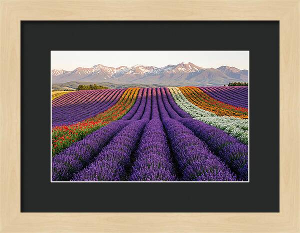 Furano Lavender Fields In Summer