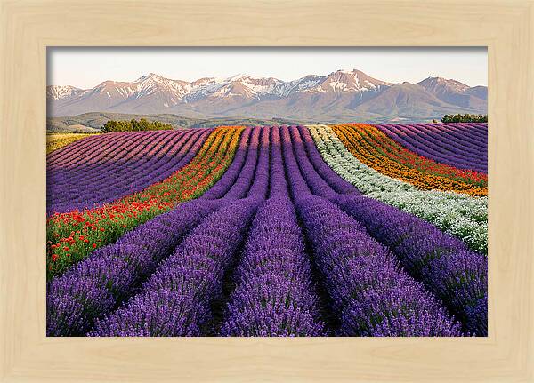 Furano Lavender Fields In Summer