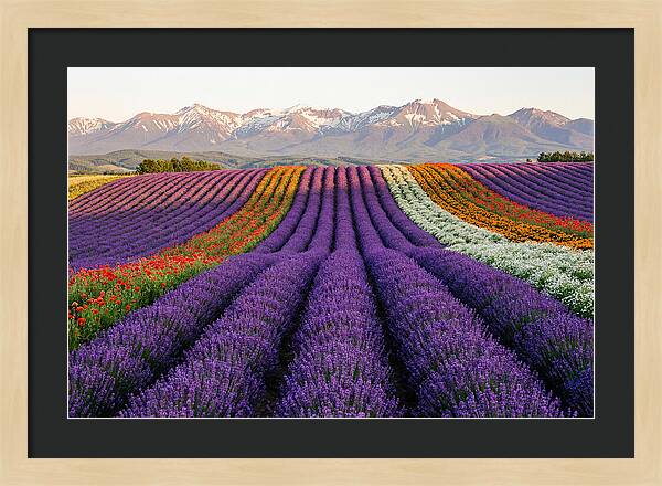 Furano Lavender Fields In Summer