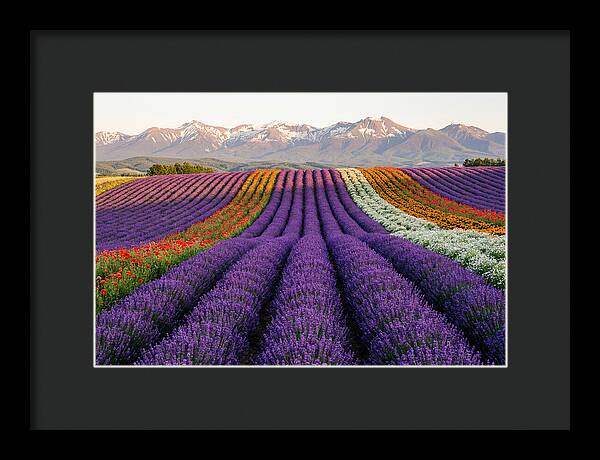 Furano Lavender Fields In Summer