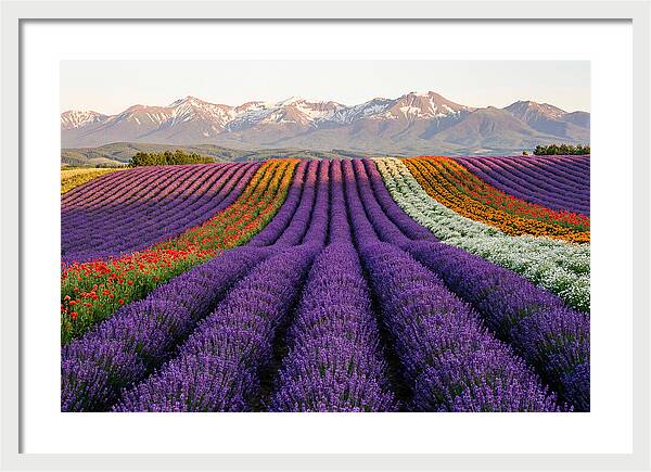 Furano Lavender Fields In Summer