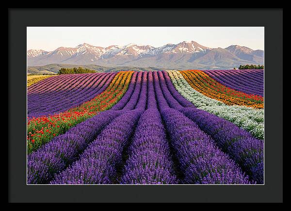 Furano Lavender Fields In Summer