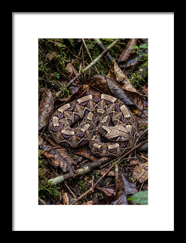 Gaboon Viper Camouflaged