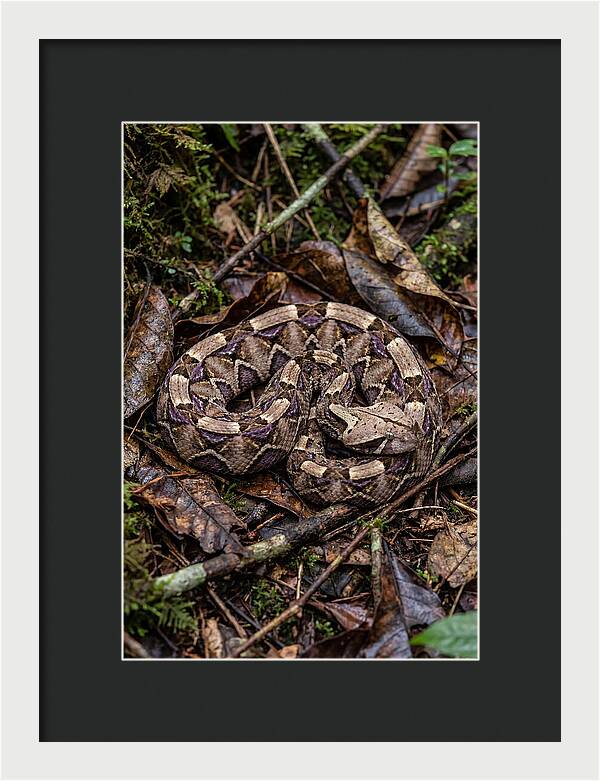 Gaboon Viper Camouflaged
