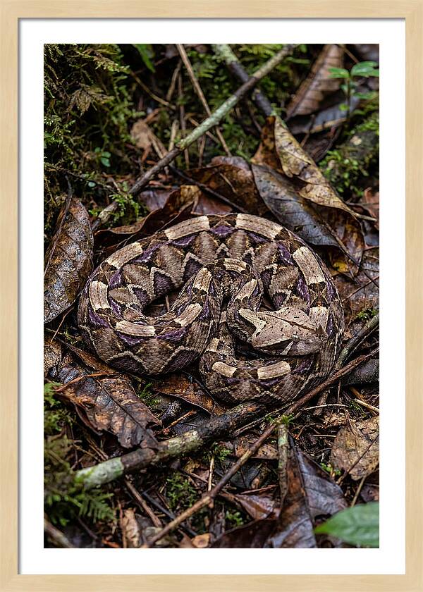 Gaboon Viper Camouflaged