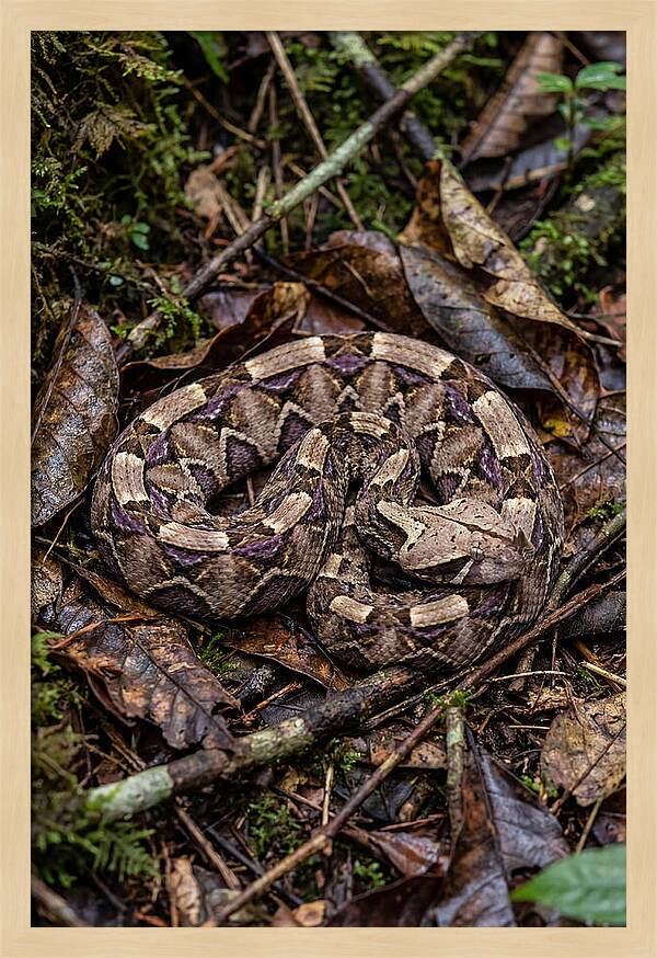Gaboon Viper Camouflaged