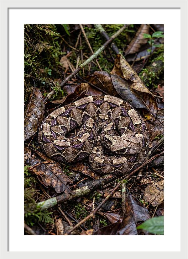 Gaboon Viper Camouflaged