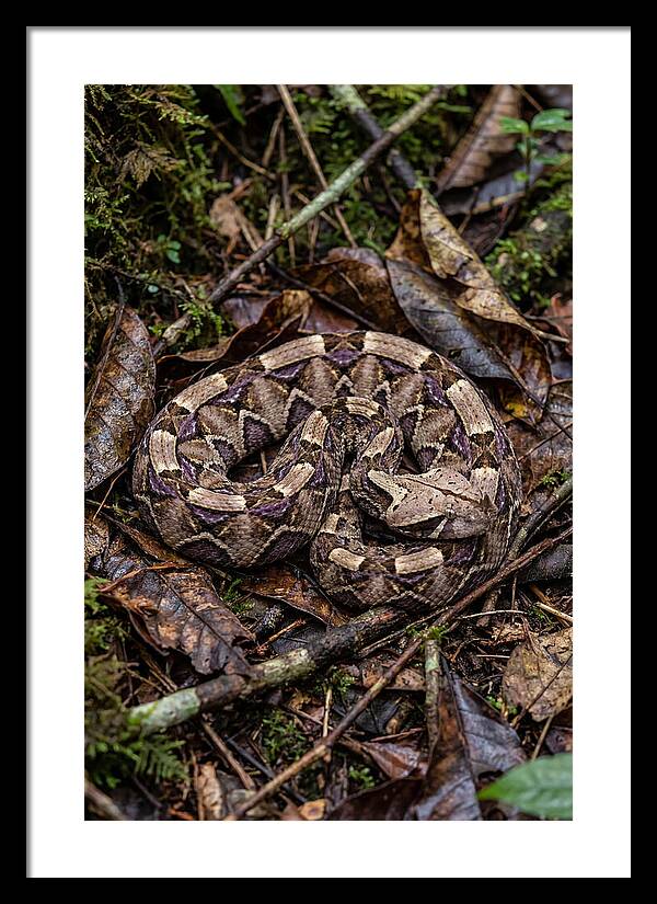 Gaboon Viper Camouflaged