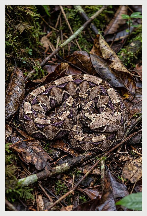 Gaboon Viper Camouflaged
