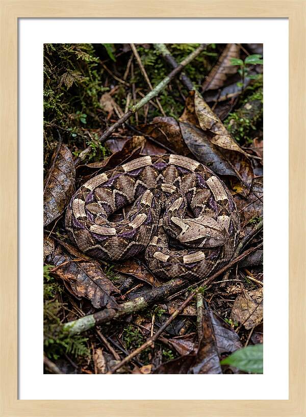 Gaboon Viper Camouflaged