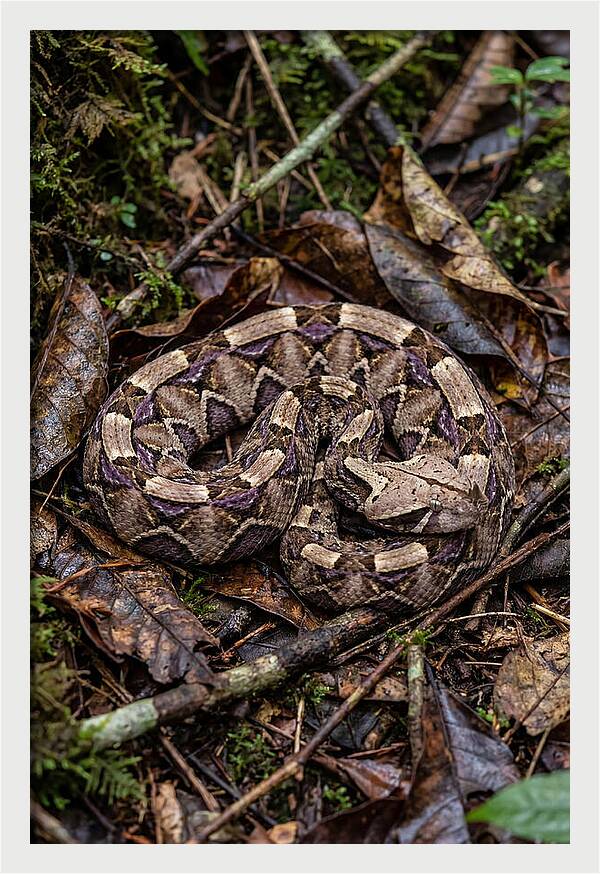 Gaboon Viper Camouflaged