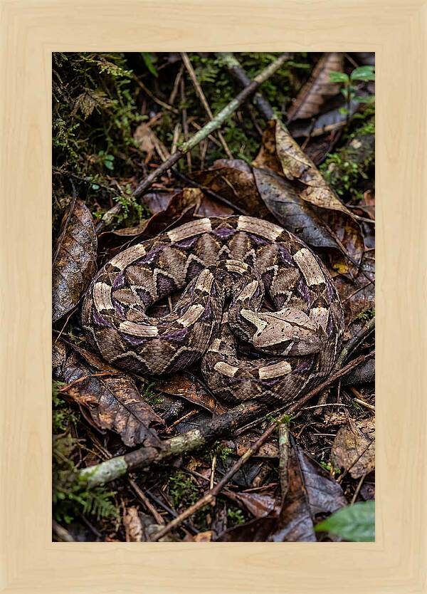 Gaboon Viper Camouflaged