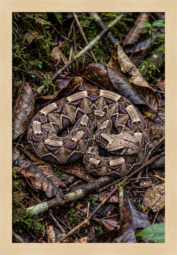 Gaboon Viper Camouflaged