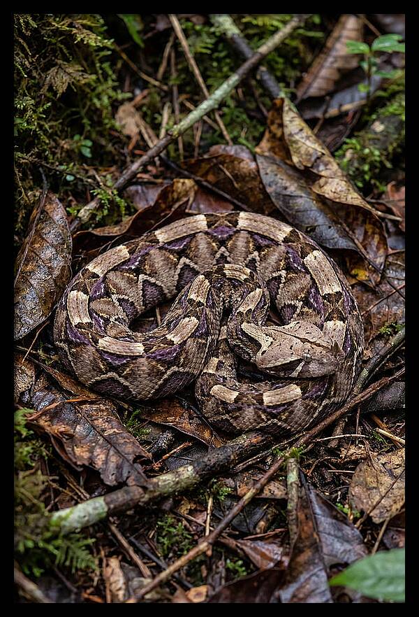 Gaboon Viper Camouflaged