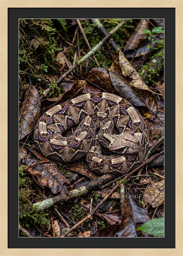 Gaboon Viper Camouflaged
