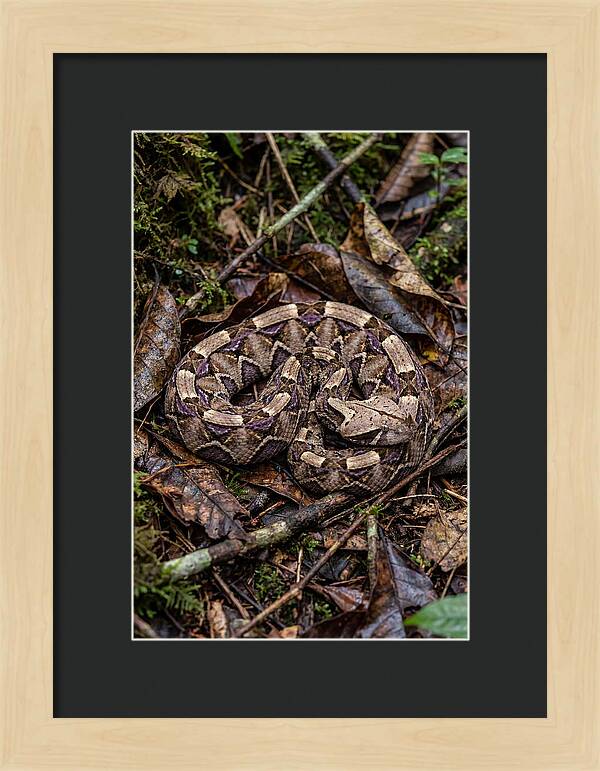 Gaboon Viper Camouflaged