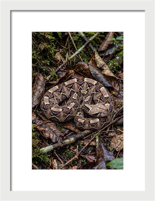 Gaboon Viper Camouflaged