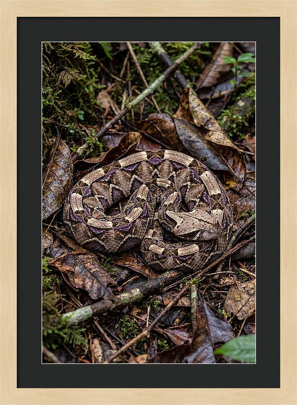 Gaboon Viper Camouflaged