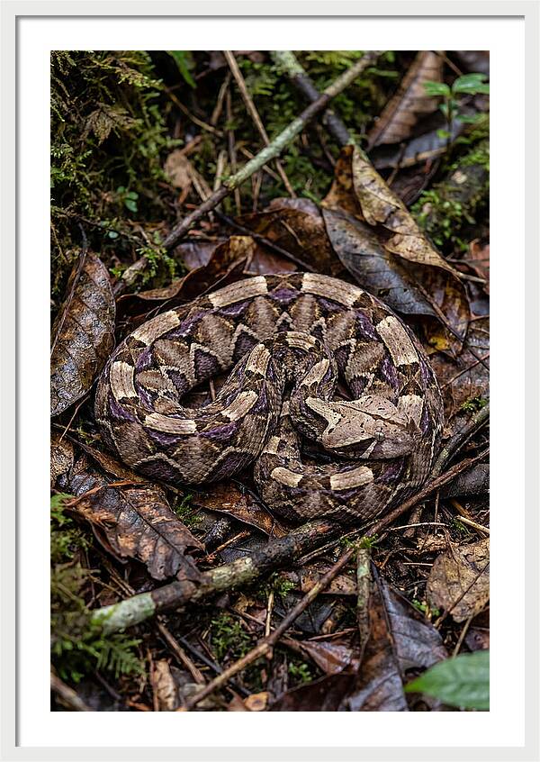 Gaboon Viper Camouflaged