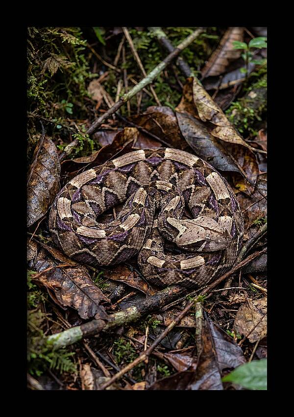 Gaboon Viper Camouflaged