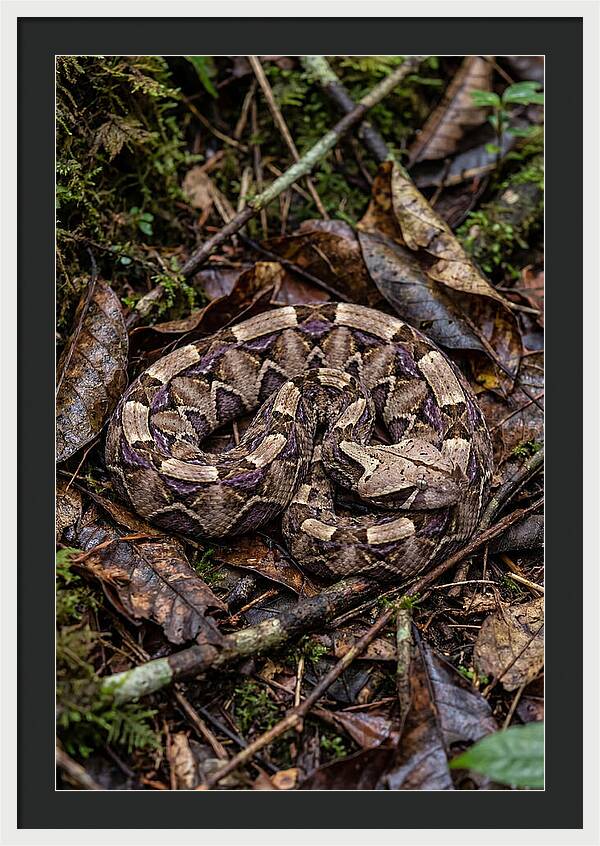 Gaboon Viper Camouflaged