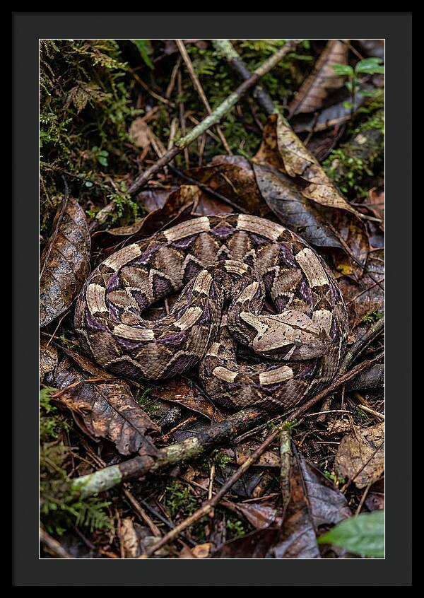 Gaboon Viper Camouflaged
