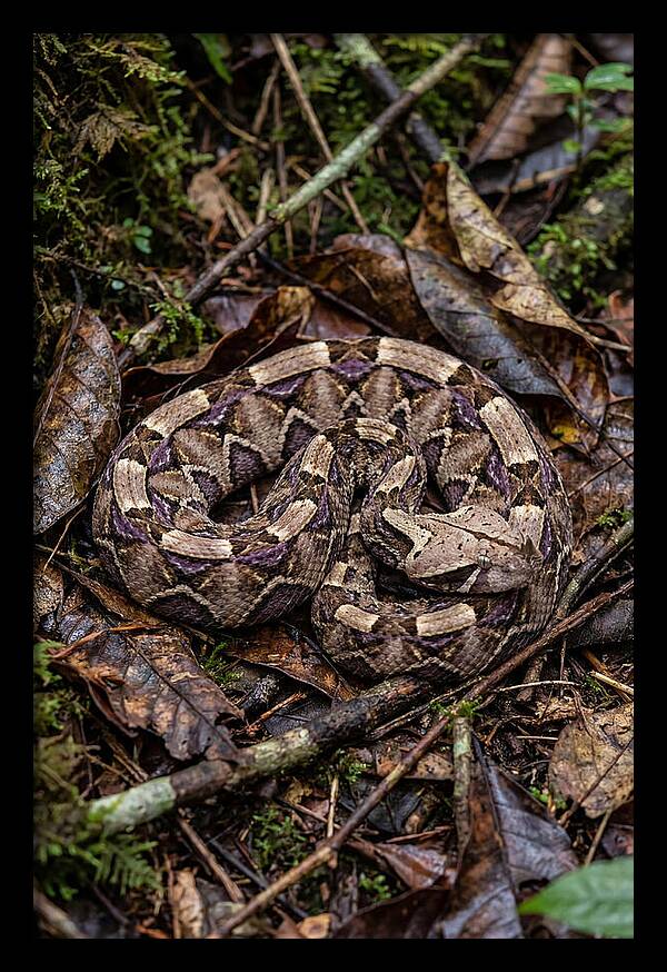 Gaboon Viper Camouflaged