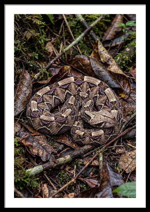 Gaboon Viper Camouflaged