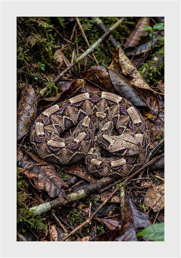 Gaboon Viper Camouflaged