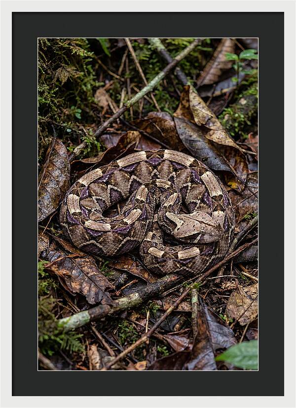 Gaboon Viper Camouflaged