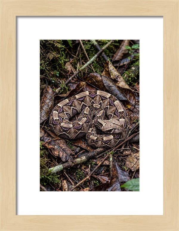 Gaboon Viper Camouflaged