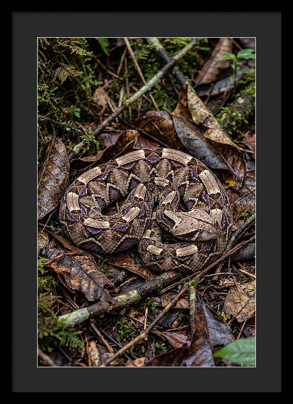 Gaboon Viper Camouflaged