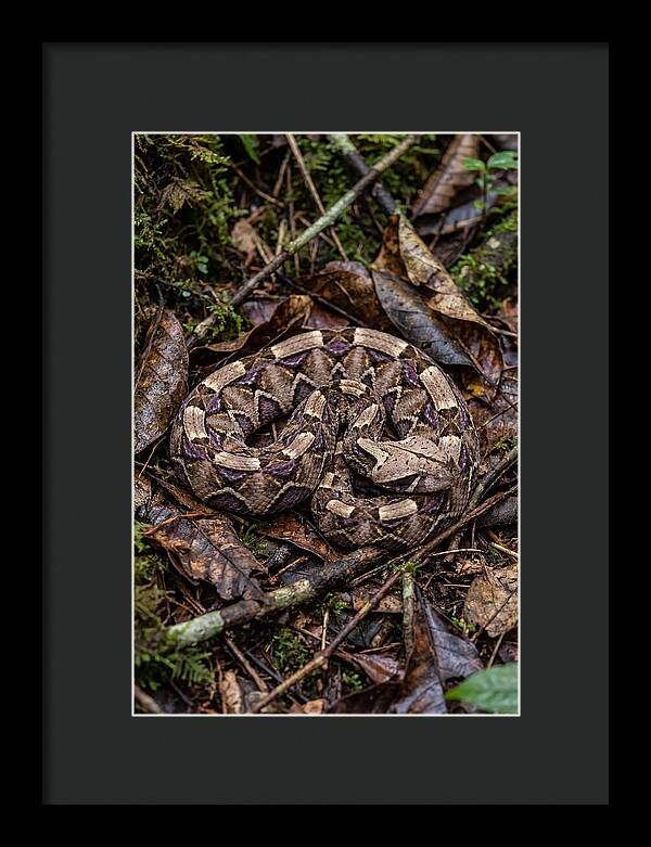 Gaboon Viper Camouflaged