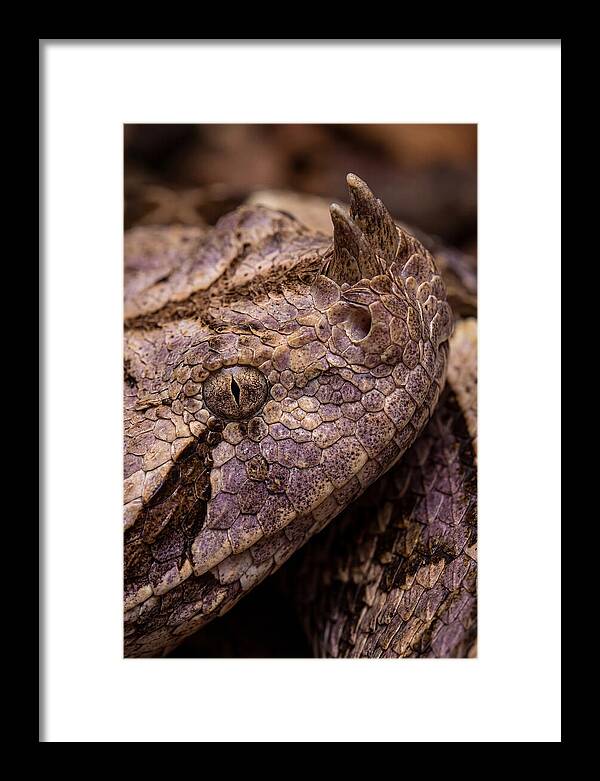 Gaboon Viper Closeup