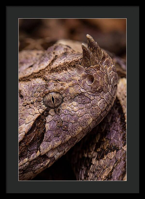 Gaboon Viper Closeup